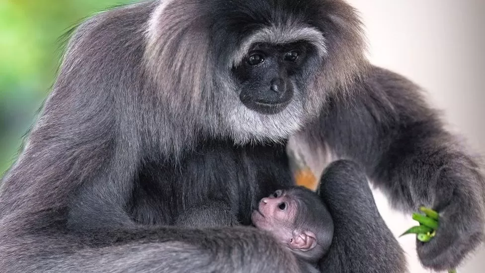 Isle of Man welcomes rare silvery gibbon birth, offering hope for endangered species 